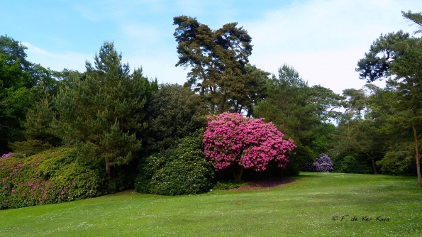 Dans les massifs fleuris